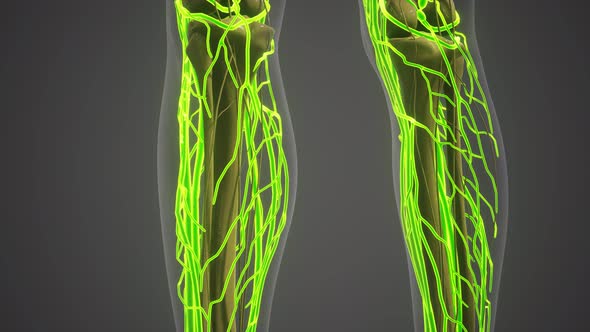 Science Anatomy of Human Blood Vessels alt