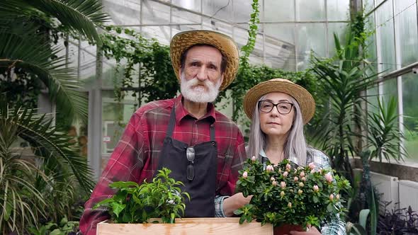 Mature Gardeners, Man and Woman, Holding Beautiful Green Flowerpots and Looking at Camera