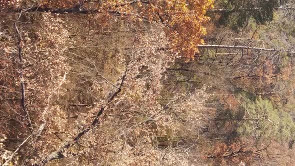 Vertical Video Autumn Forest with Trees in Ukraine Slow Motion