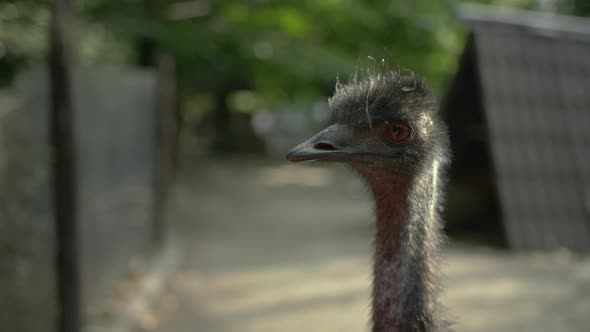 Ostrich close up head looking
