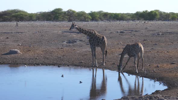 Giraffe getting frightened while drinking from a pond