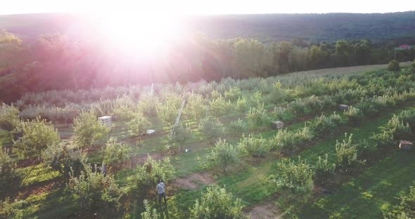 Aerial camera slowly panning to the left while an immigrant farmhand picks fruit at sunrise in an ap