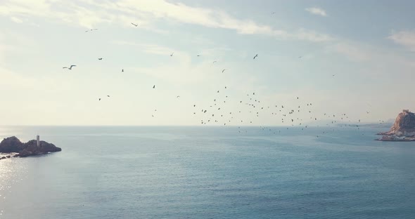 Flock of birds flying over sea in summer