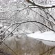 Incredibly beautiful winter nature. Wonderful winter forest. River in the winter forest - VideoHive Item for Sale