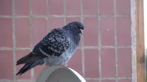 Pigeon Sitting on the Street Near the House. Slow Motion