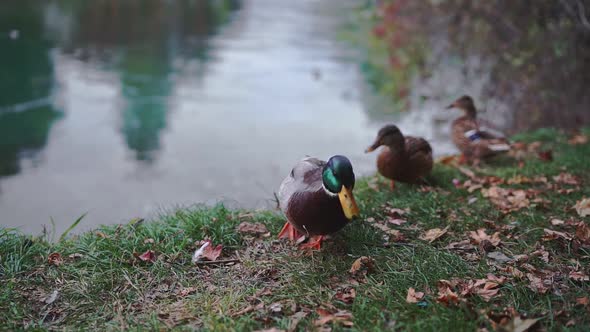 Three Mallard Anas Platyrhynchos Drake Duck Walking Near Lake Asking for Food in Autumn Nature