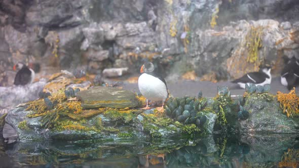 A breed of a penguin chilling on his stump in a hazy, yet vibrant habitat.