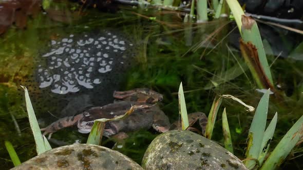 British Common Frog,Laid Frogs Spawn And Protecting Guarding.Pond Frog