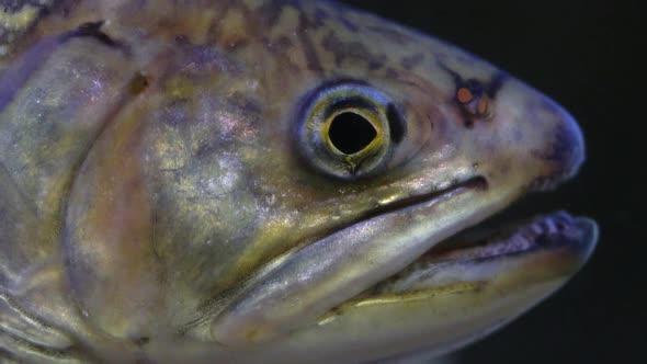 Up close view of Trout face underwater