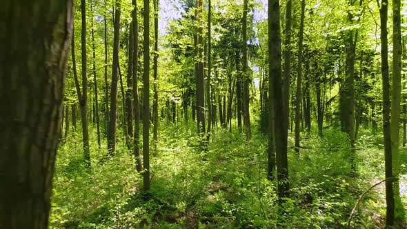 Flying Between the Trees in the Spring Forest