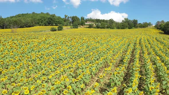 Aerial view of a sunflower field in the countryside on a sunny day in Italy