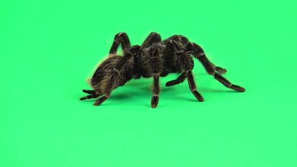 Spider Tarantula in Threatening Position Isolated at Green Screen. Closeup