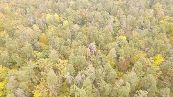 Autumn Forest with Trees By Day