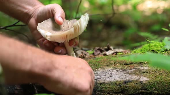 Mushrooming in the Canadian Forest