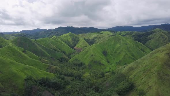 Flying Above Beautiful Lush Green Jungle with Palm Trees