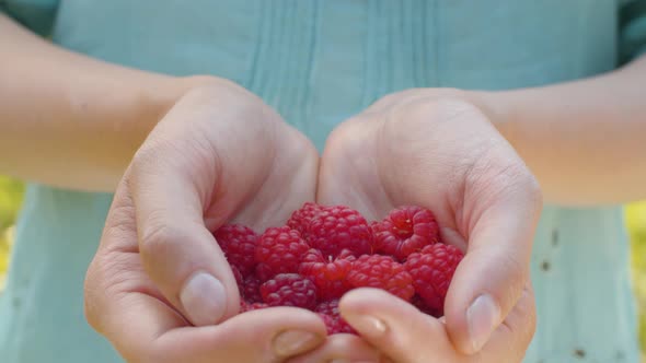 Ripe Raspberries in Female Hands