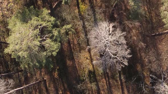 Vertical Video of a Forest Landscape on an Autumn Day in Ukraine