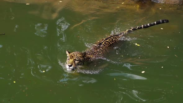 slow-motion of jaguar tiger playing and swimming in pond