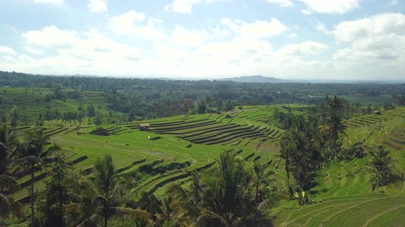 Drone view over tropical nature rice fields