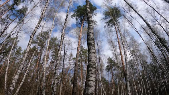 Birch Forest with Birches in the Afternoon