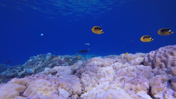 Tropical Seascape Colourful Fish