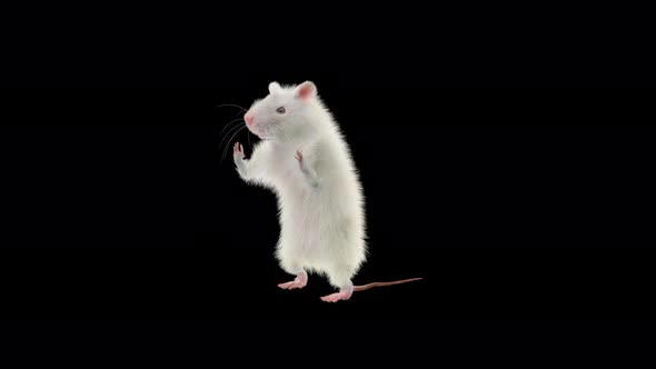 Rat Dancing