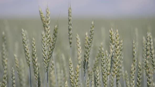 Field. The Green Spikelets Are Swaying in the Wind.