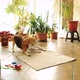 Two Beagles Play on the Sports Mat of the Owner of the House - VideoHive Item for Sale