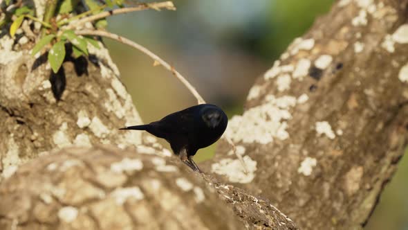 A wild fierce shiny cowbird with black plumage and purple iridescent walking and foraging on branch