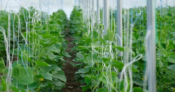 Growth Greenhouse Cucumbers