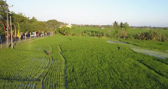 Aerial drone view of a farmer in rice paddy fields local farming