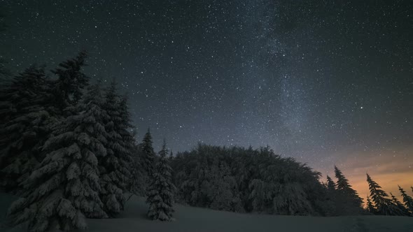 Milky Way Forest