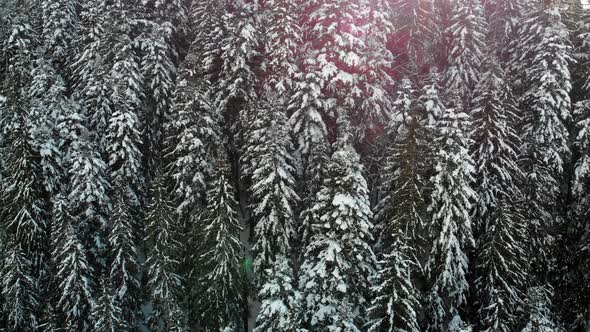 Christmas Trees in the Snow