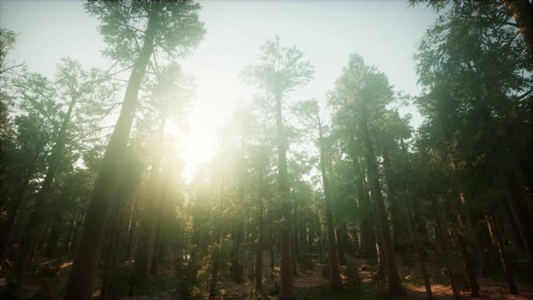 Redwood Forest Foggy Sunset Scenery