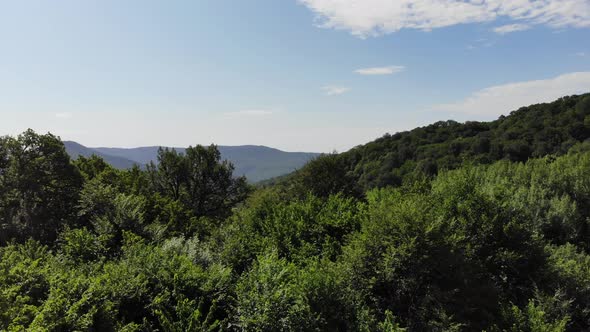 Aerial top view of summer green trees in forest background, Caucasus, Russia.