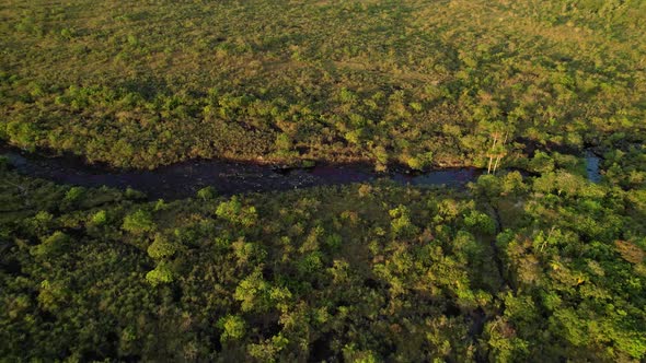 Aerial view of Caño Cristales river with red algae in a riverbed surrounded by green rainforest natu