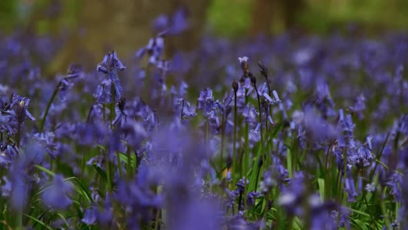 Bluebells in Epping Forest, London, UK