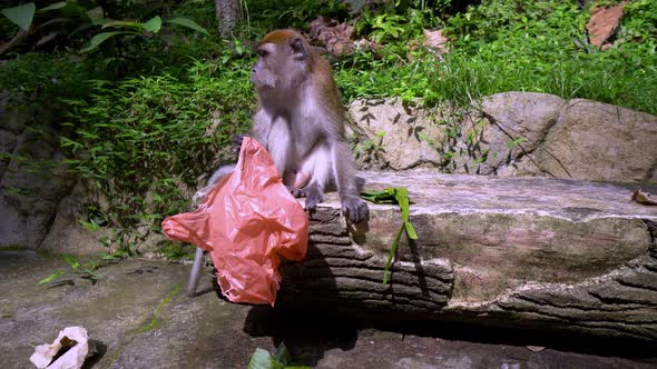 A monkey search food from the bag.