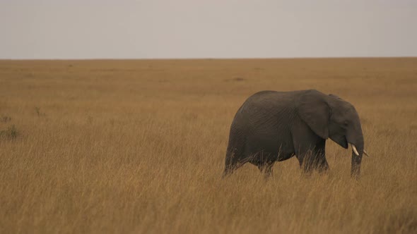 Elephant walking by giraffes