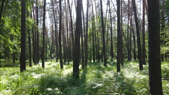 Beautiful Green Forest on a Summer Day Slow Motion