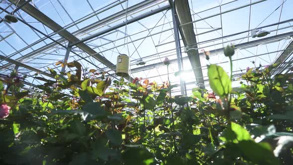 Nature Camera Spans Through Wild Rose Bushes View of Flowers Roses Inside the Glass Greenhouse Wide