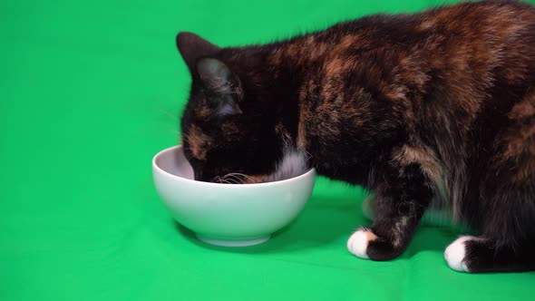 Satisfied domestic furry cat eating from a bowl on green screen