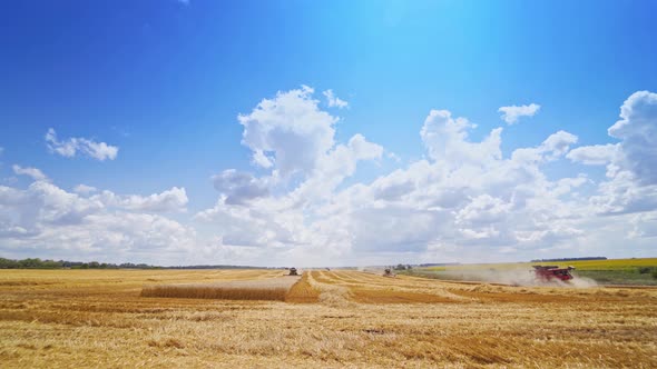 Ripe wheat field in summer