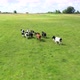 Thoroughbred Cows Run on Wide Green Field Under Cloudy Sky - VideoHive Item for Sale