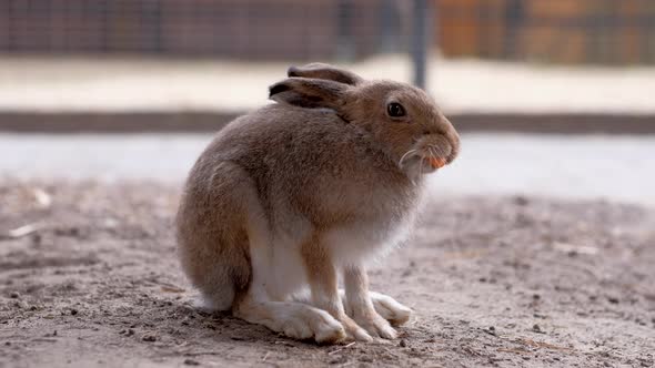 Brown Hare is Chewing a Carrot