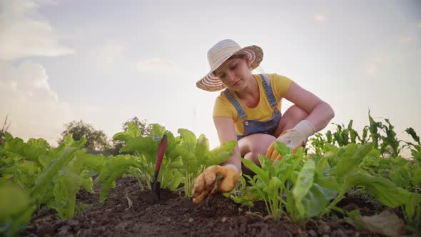 A woman is cultivating beets on a plantation. A farmer in a straw hat and denim clothes tends