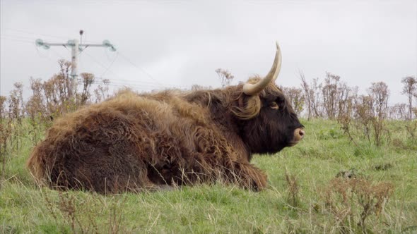 Scottish Cattle Lying on the Grass