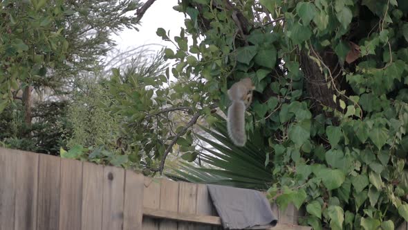 Squirrel Jump