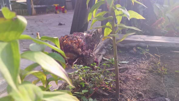 Dead Pheasant Bird