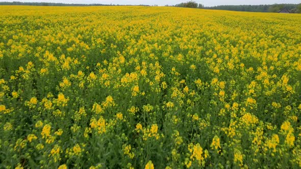 Flight Over Field With Flowering Canola Flowers